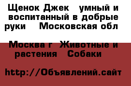 Щенок Джек - умный и воспитанный в добрые руки! - Московская обл., Москва г. Животные и растения » Собаки   
